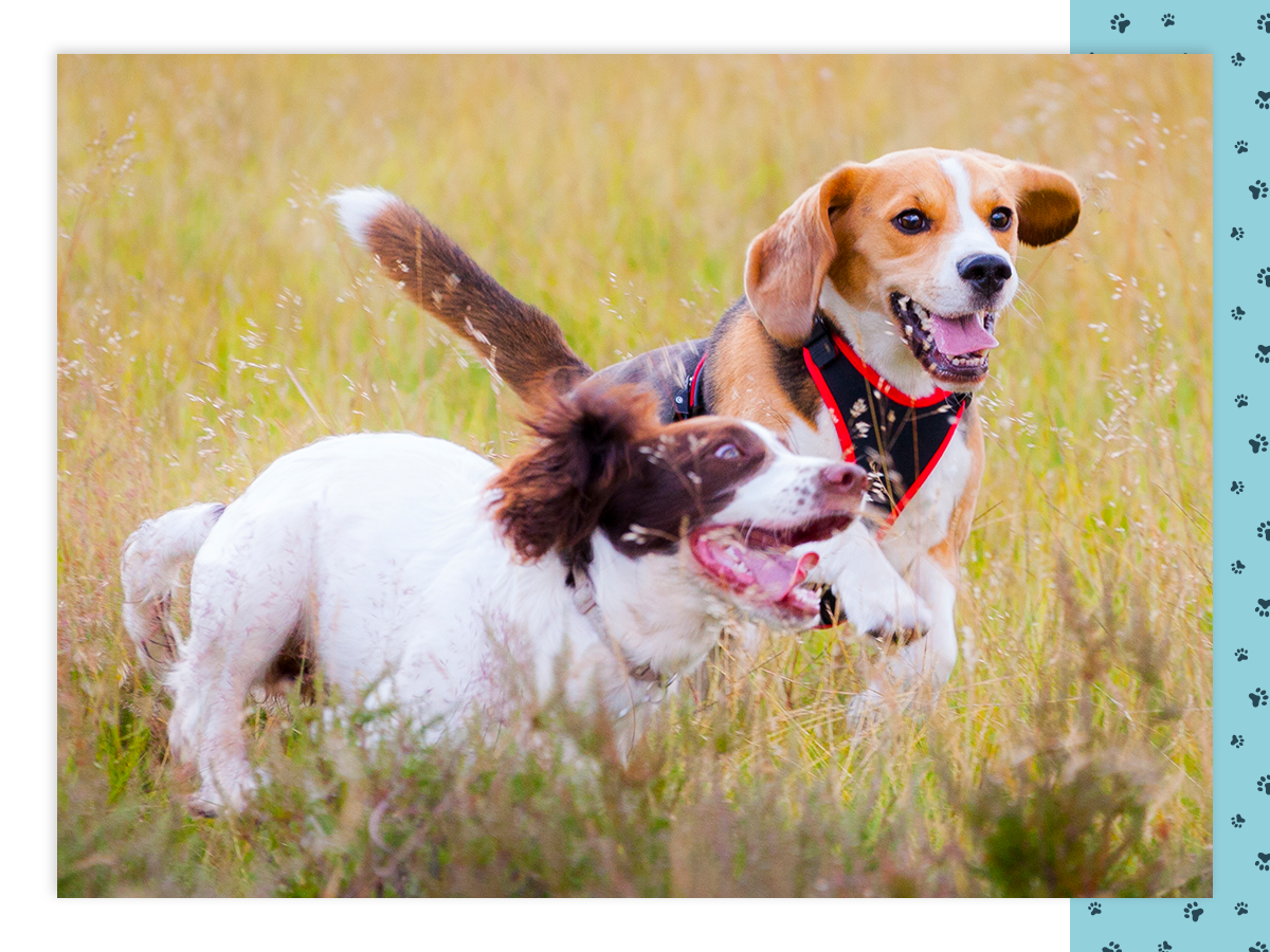 Two happy dogs running in a field together.