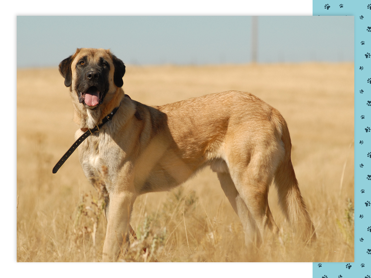 A large mastiff dog standing in the middle of a field.