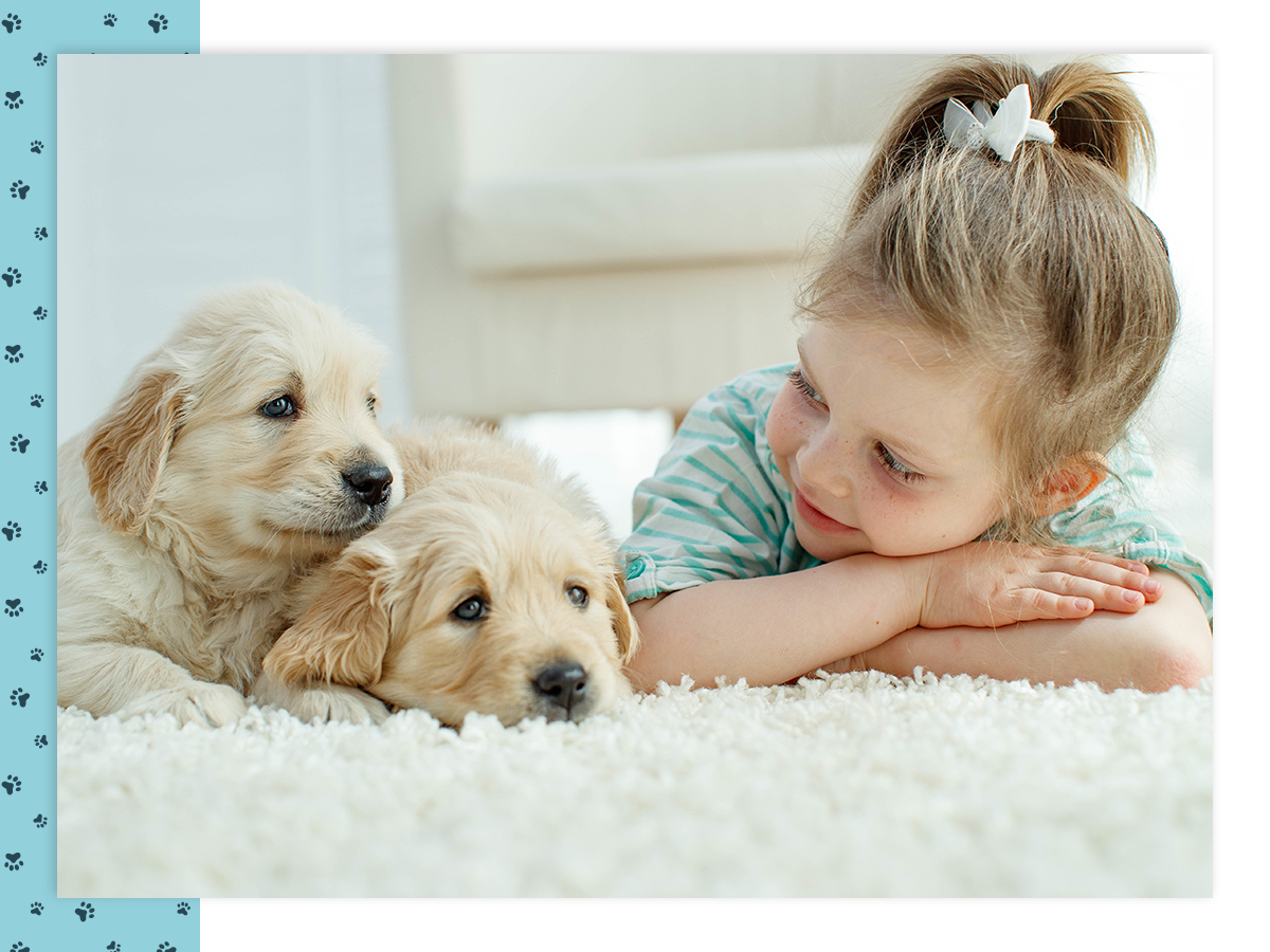 A little girl lying on a fuzzy rug with two golden retriever puppies.