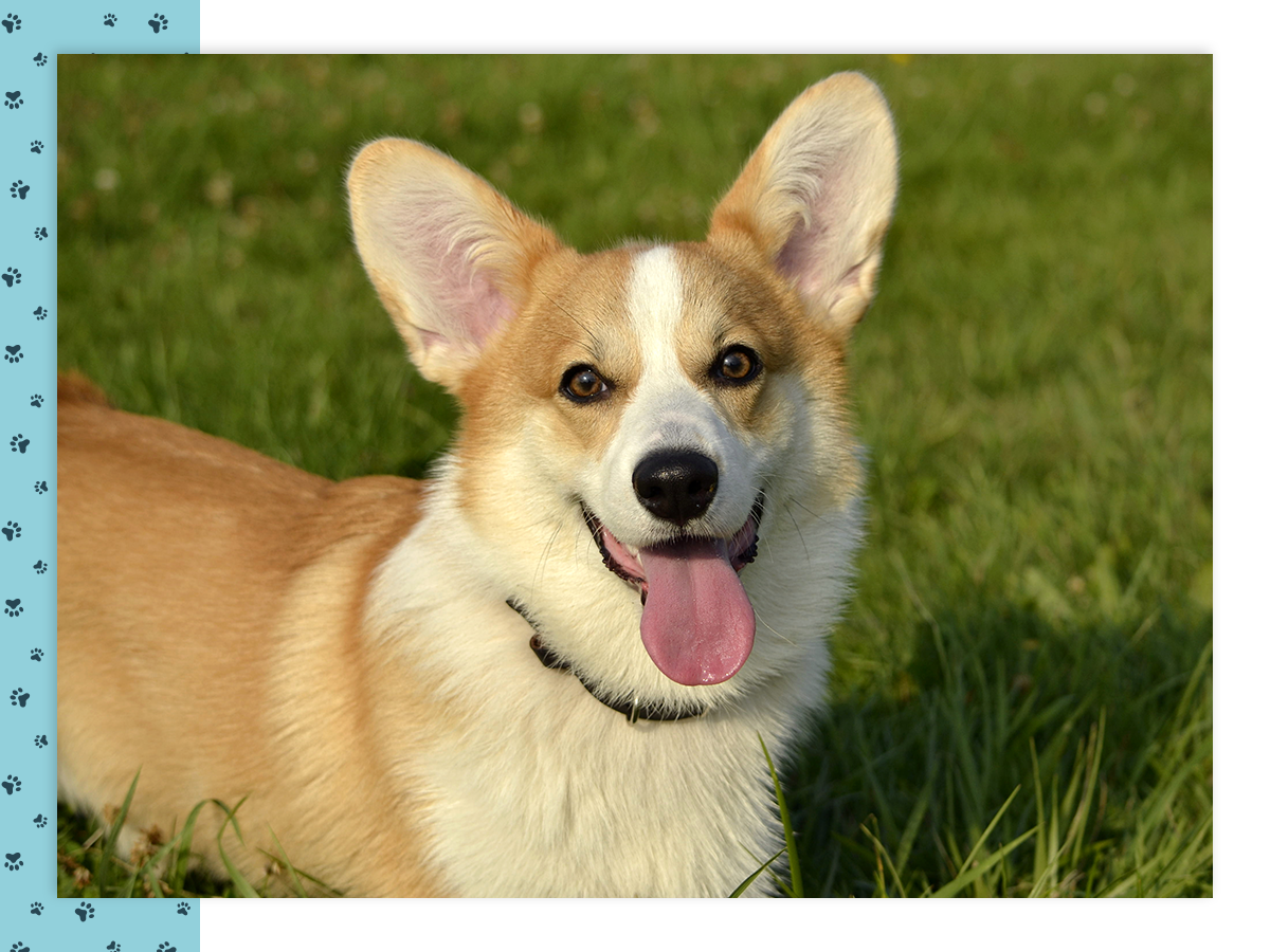 A cute corgi dog with its tongue hanging out laying in the grass.