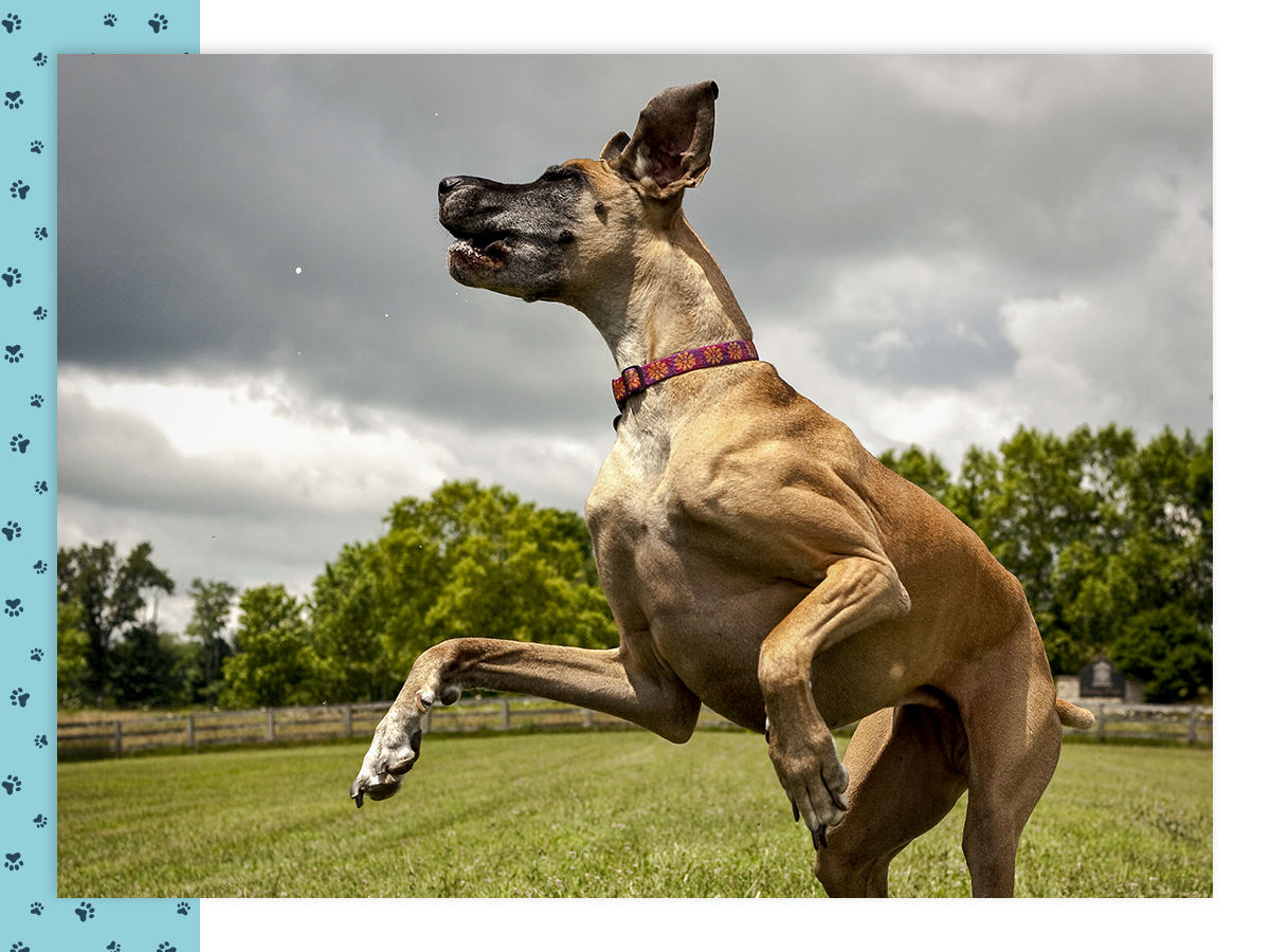 A great dane jumping up in a field.