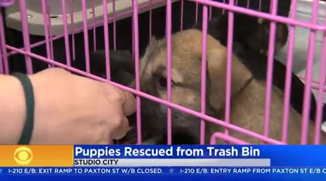 cbs-puppies-rescued-from-trash-bin