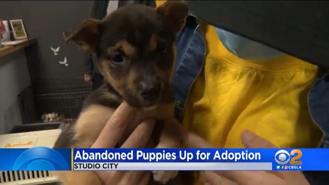 kcbs2-puppies-rescued